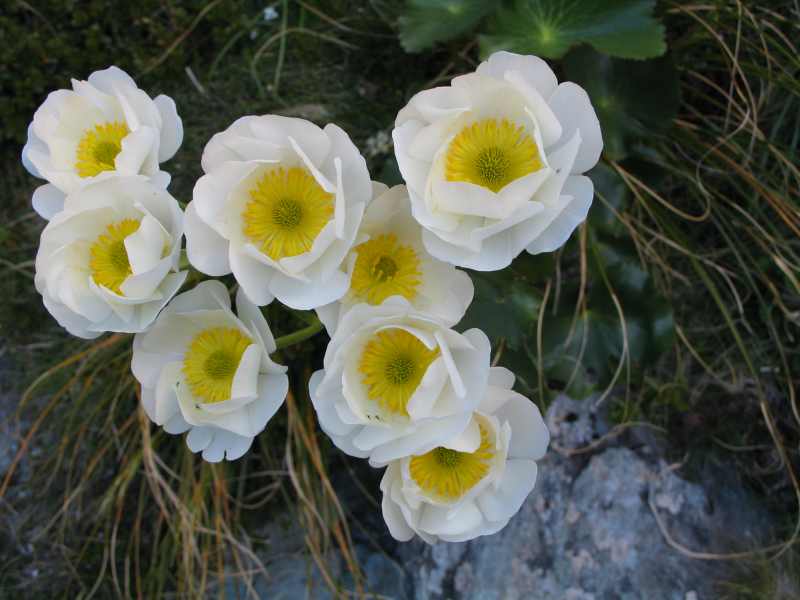 Mt Cook Lillies